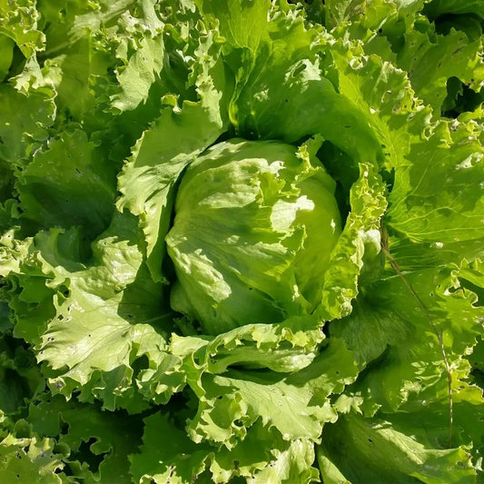 Lechuga