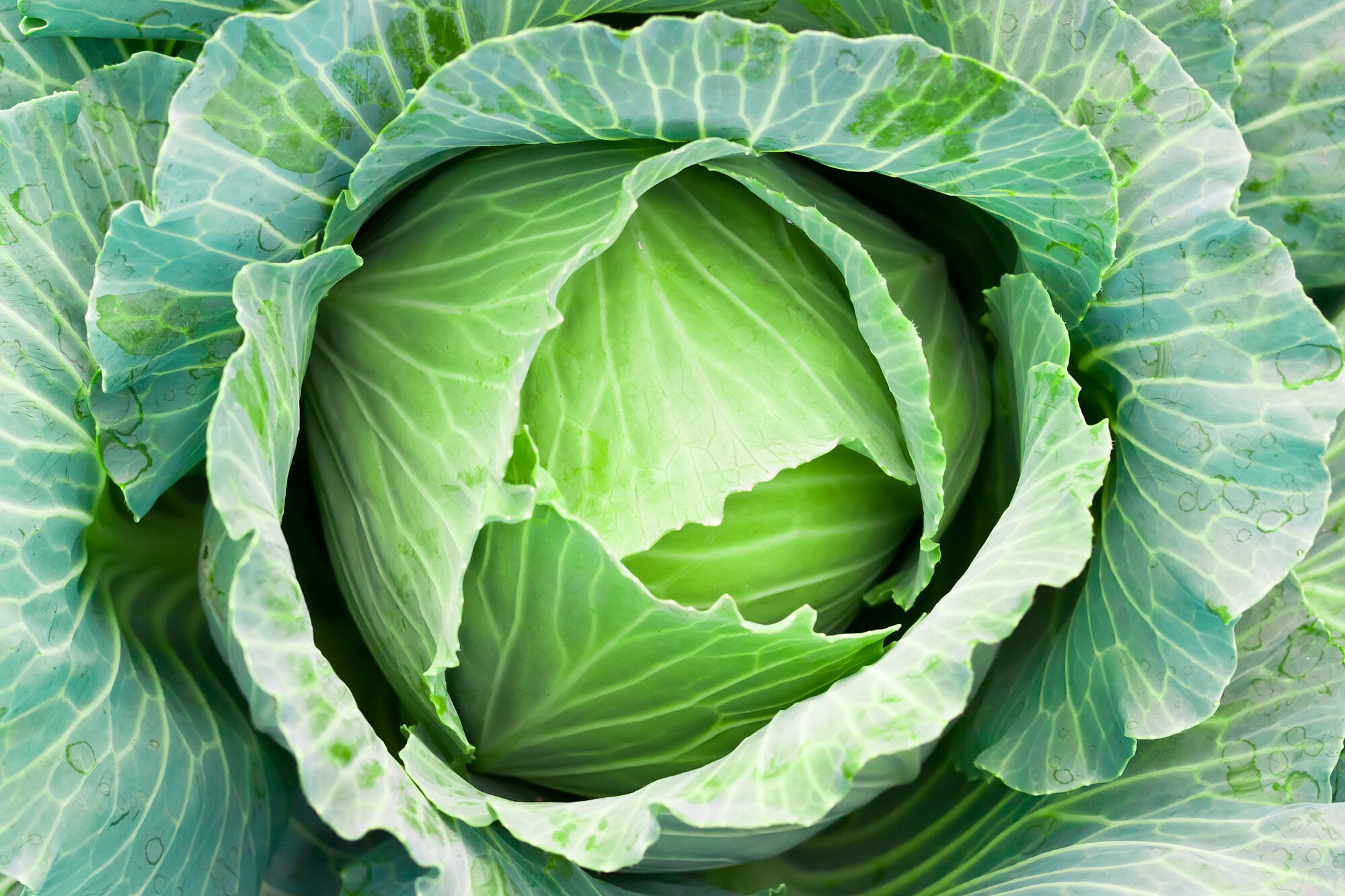 Que Es Repollo Repollo – Falcon Produce