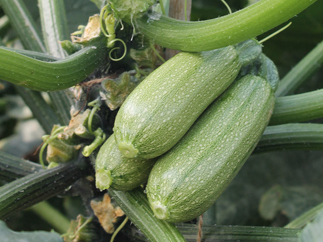 Calabacita Mexicana