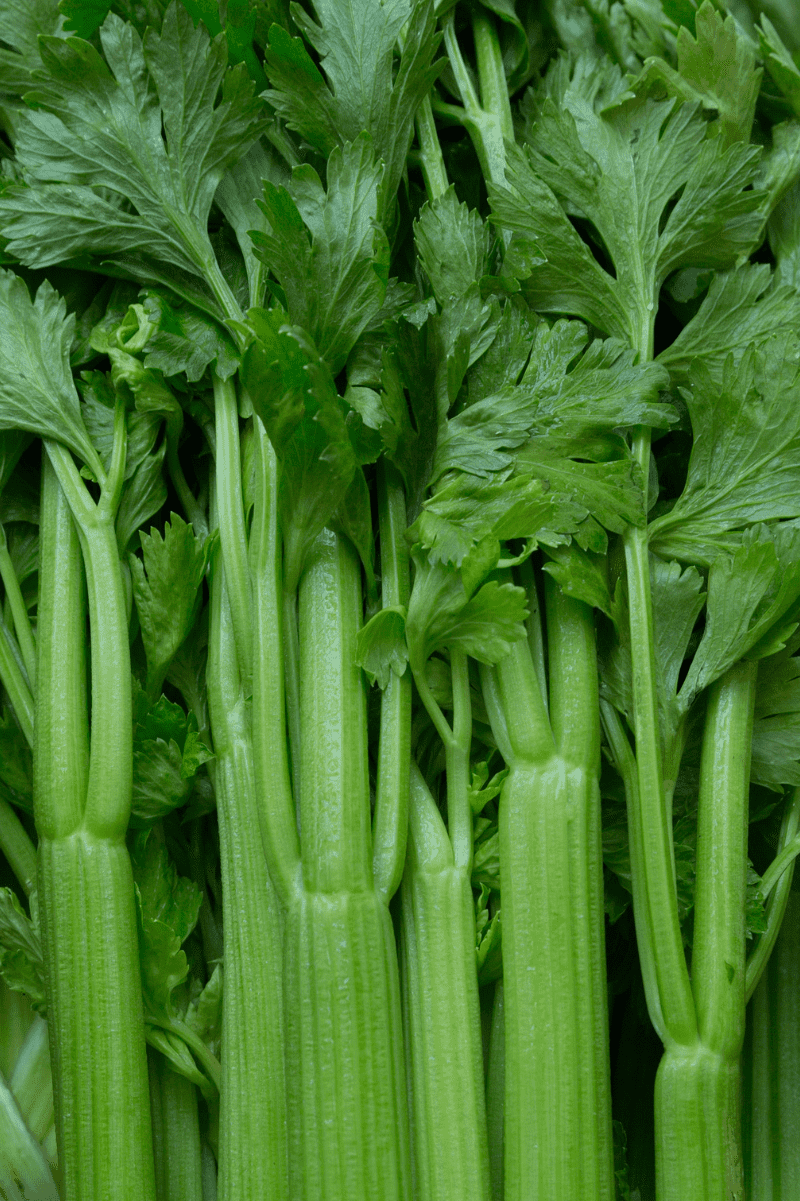 Celery